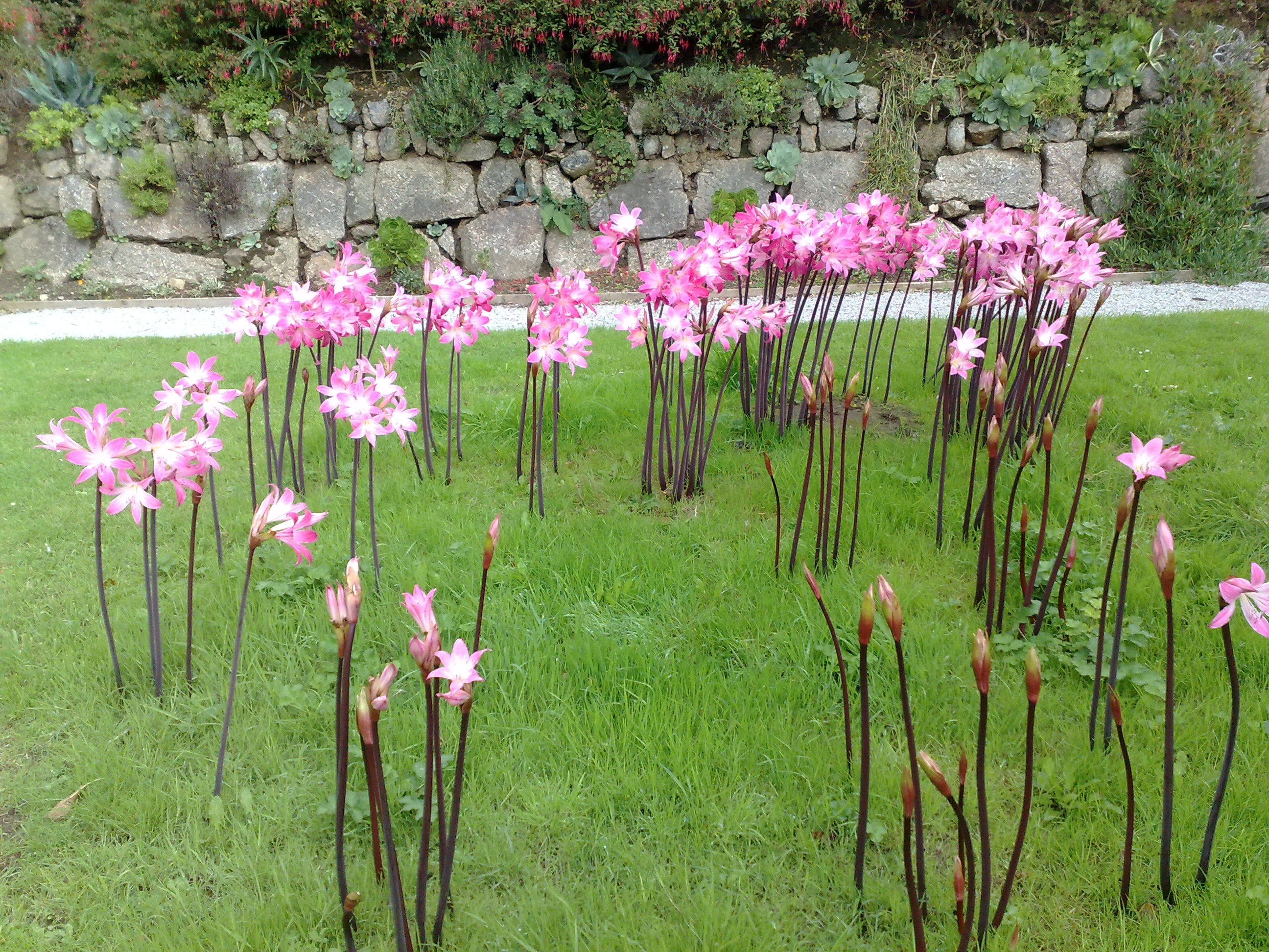 Amaryllis trengwainton 20080910763